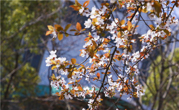 春暖花開，等你歸來——邀你云賞南新春景，以慰思念